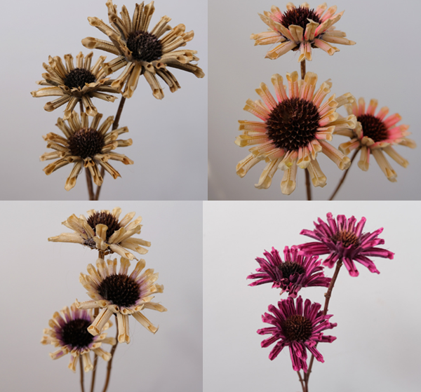 dried daisy flowers